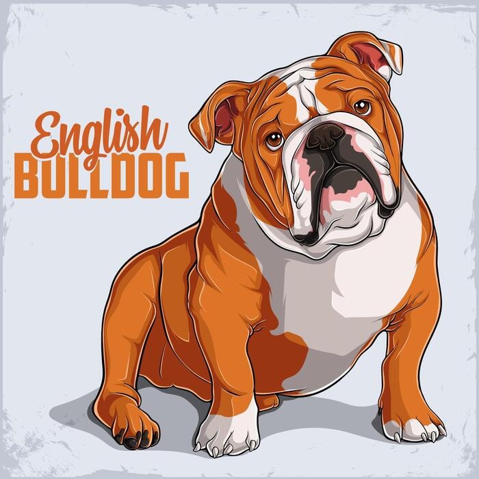 English Bulldog Graphic Tee (Black)